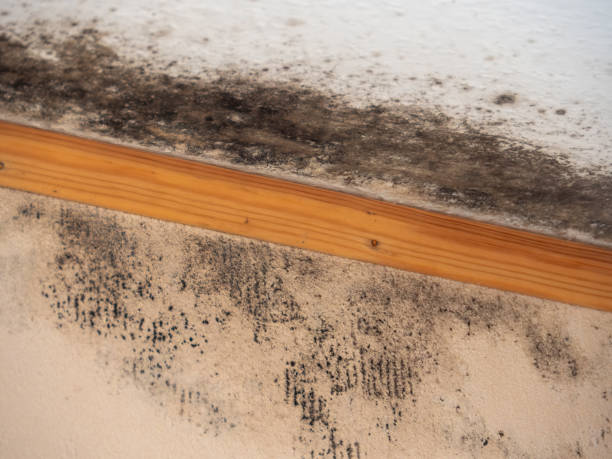 Mold Documentation for Insurance Claims in Oblong, IL